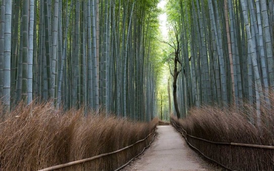 Arashiyama Bamboo Forest in Japan