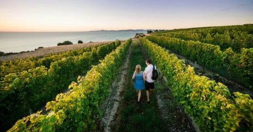 Couple walking in the vineyard, Yealands, Marlborough, New Zealand