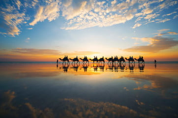 Camels on Cable Beach at sunset, Broome, Australia. 
