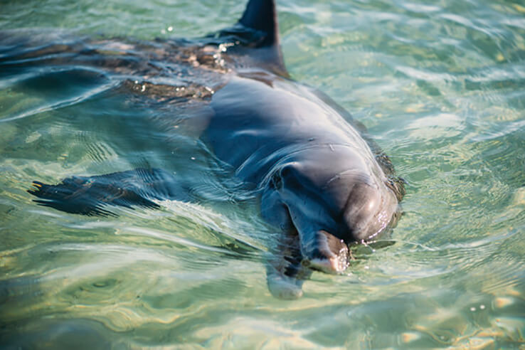 Dolphin at Monkey Mia, Shark Bay World Heritage area, Perth, Australia. 