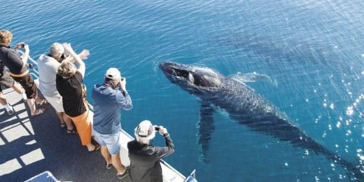 Whale Watching in Queensland
