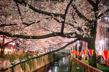Cherry Blossom at Nakameguro, Tokyo, Japan.  