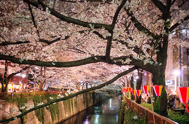 Cherry Blossom at Nakameguro, Tokyo, Japan.  