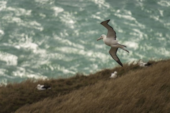 Dunedin albatross, New Zealand.
