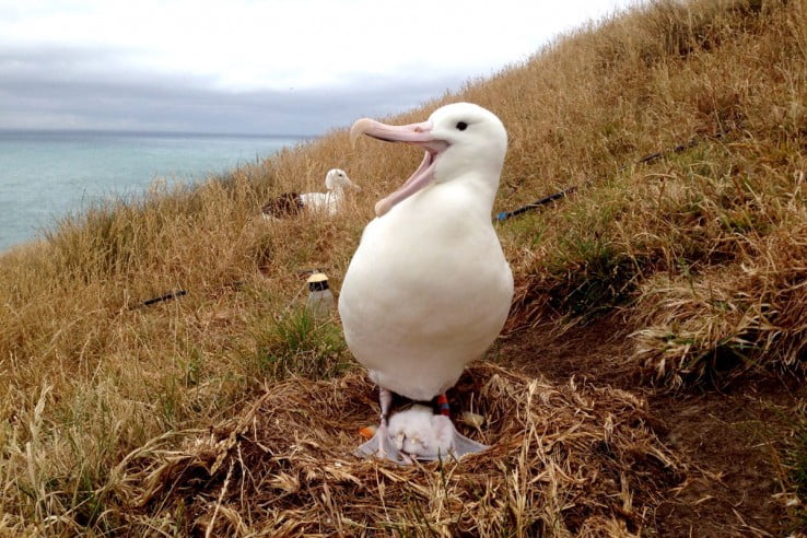 Albatross, New Zealand.