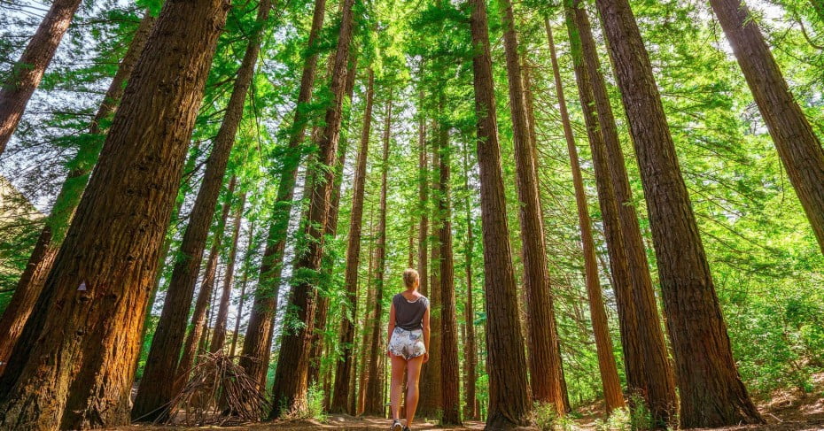 A lady under the redwood trees at te mata park, Hawkes Bay. 