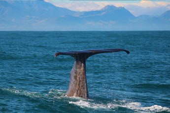 Whale Watching, Kaikoura, New Zealand