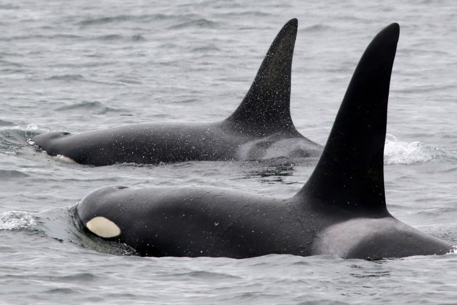 Known as the ‘killer whale’, Orca Whales are actually part of the dolphin family.