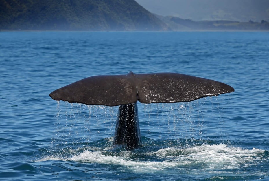 A Kaikoura Sperm Whale sighted of New Zealand's South Island
