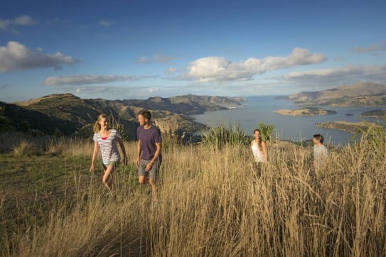 Group walking on the Port Hills, Christchurch. 