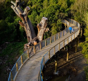 NZ Palmerston North - Keeble's bush crossing