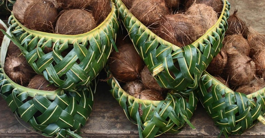 Coconuts in a traditional basket, Tonga. 