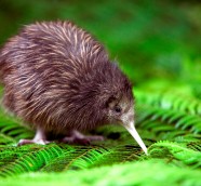 ニュージーランドで出会える野生動物たち
