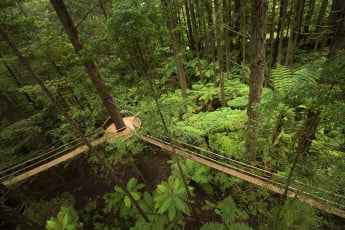 Redwoods-Treewalk-Rotorua.jpg