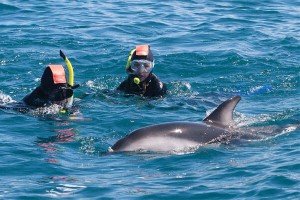Dolphin Encounter, Kaikoura, New Zealand