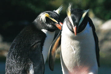 Crested Penguin pair, Fiordland, New Zealand 